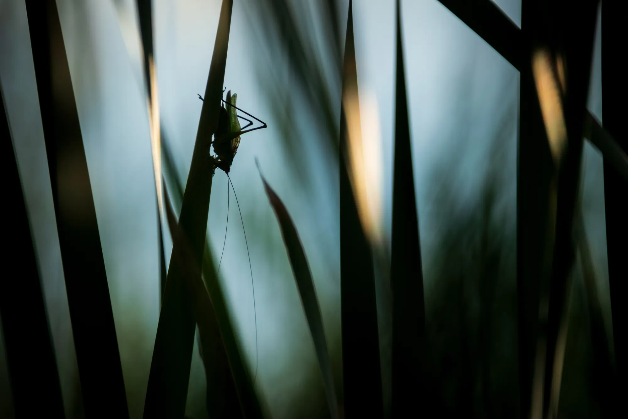 Katydid, cattails, Ulau Creek, Wisconsin. 2018.